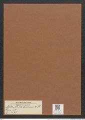 Nitzschia mormani V. H. (de-Toni-Nr.: Genus 47, Species 2178) Zeichnungen Sammlung Grunow Mappe 02298 (Herbarium_W_Grunow_drawings_Folder_02298)